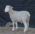 Coyote Acres Kiwi 477N